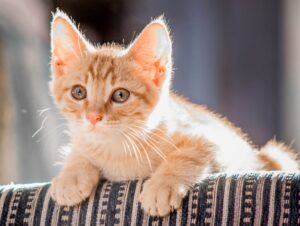 雑種猫と純血種猫、どちらが長生き？健康管理のポイント