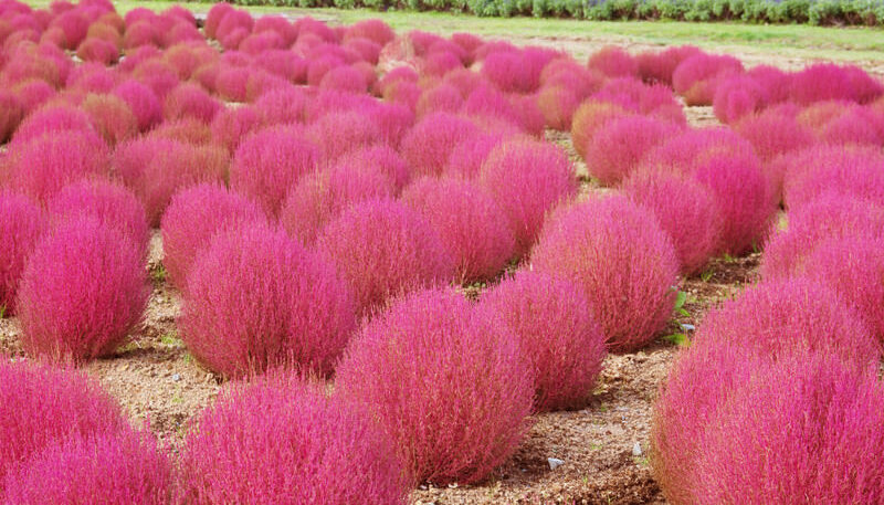 メラノサイト症の危険因子