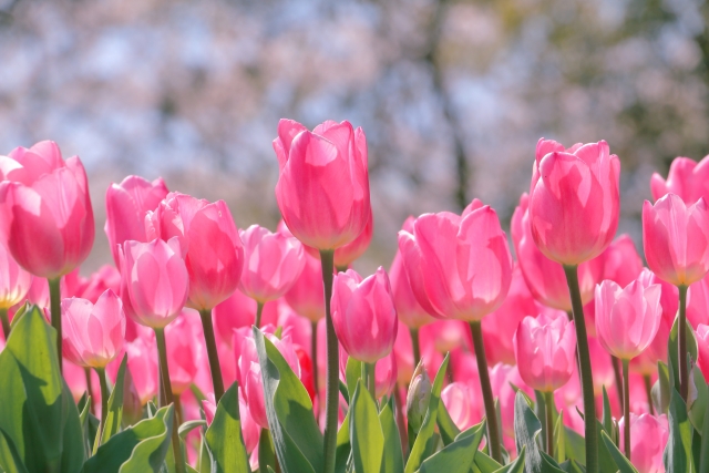 音楽がもたらす植物の成長への影響: 甘い果物の育て方のコツは？