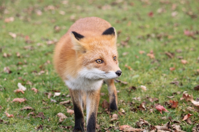 キツネはイヌ科？ネコ科？生態と食生活について