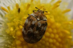 効果的なカツオブシムシ対策：迅速な行動がカギ