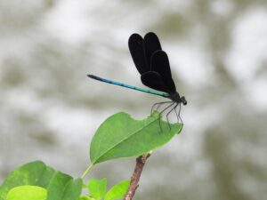 ハグロトンボのオスの見た目の特徴