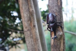 カブトムシやハチが寄ってくる