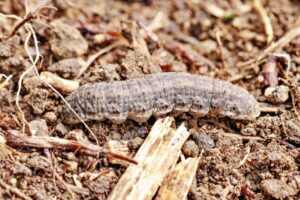 ヨトウムシの問題と対策