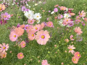 植え付けの適切な時期