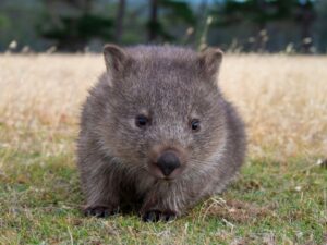 ウォンバットの性格と生態：自然界での生き方