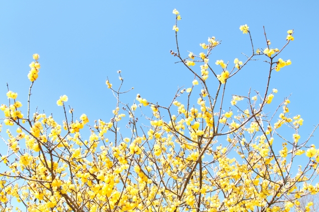 蝋梅を庭に植える前に知っておきたい魅力とデメリット