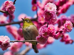 庭に花桃を選ぶ理由