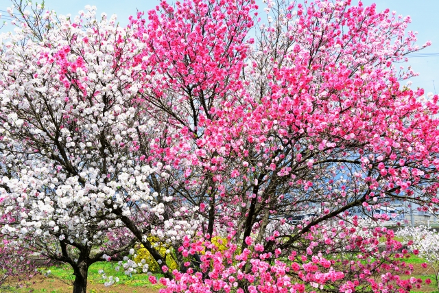 庭に花桃を植えるデメリットと育て方のポイント