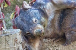 寂しがり屋なウォンバット：孤独が与える影響