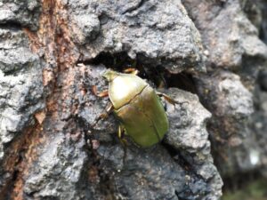 カナブンが持つ神秘的な価値