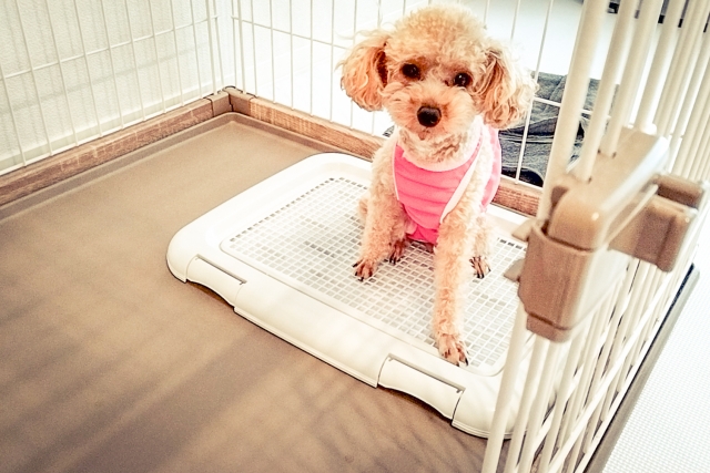 100円ショップで揃う！犬用トイレメッシュの代用品とは？