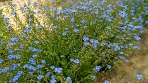 繁殖力が強く、再植え付け不要